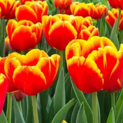 Tulipan Denmark bicolor