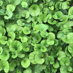Semillas de Prado Dichondra Repens