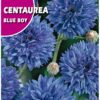 Semillas de centaurea Blue Boy (10 g)