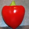 Semillas de Pimiento Hib. Corzo F1 (1.000 sem)