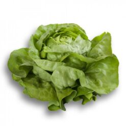 Semillas de Lechuga Fabietto Española (5.000 sem)