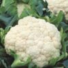 Semillas de Coliflor F1 Twingo (5.000 sem)