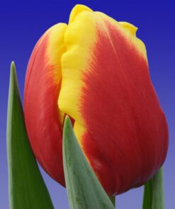 Tulipan Delta Queen Bicolor