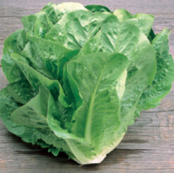 Semillas de Lechuga Costina Green Towers ( 25.000 sem)