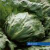 Semillas de Lechuga Mohawk (25.000 sem)