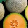 Semillas de Melon F1.Cantaloupe FENIX  (1000 sem)