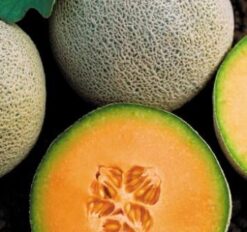 Semillas de Melon Hib.Cantaloupe FENIX  (1000 sem)