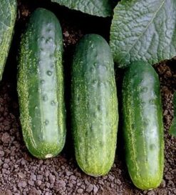 Semillas de Pepino Pickle Calypso F1(100 grs)