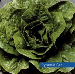 Semillas de Lechuga Pyramid Cos ( 25.000 sem)