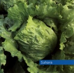 Semillas de Lechuga Sahara (25.000 sem)