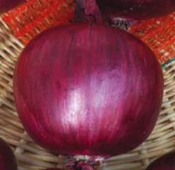 Semillas de Cebolla Roja Granatta