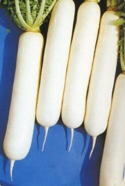 Semillas de Rabano Blanco Tama Winter Invierno (100 grs)