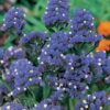 Semillas de Statice Hipster Blue (Azul 5.000 sem)