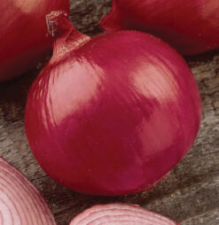 Semillas de Cebolla Roja Red Amposta Guarda