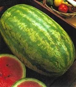 Semillas de Sandia Klondike