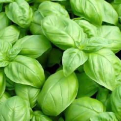 Semillas de Albahaca hoja ancha