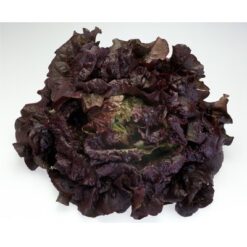 Semillas de Lechuga Cherokee Batavia (5.000 sem)