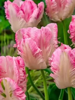 Tulipanes Cabanna