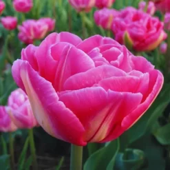 Tulipan VOQUE Bicolor