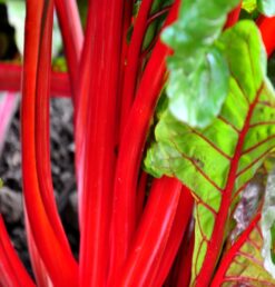 Semillas de Acelga Tallo Color Rojo (100 grs)