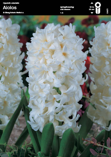 Semillería San Alfonso