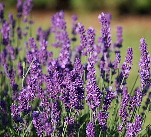 Semillería San Alfonso