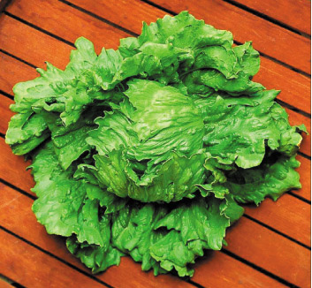 Semillería San Alfonso