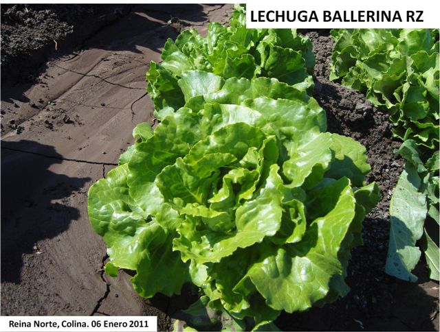 Semillería San Alfonso