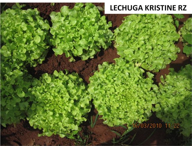 Semillería San Alfonso