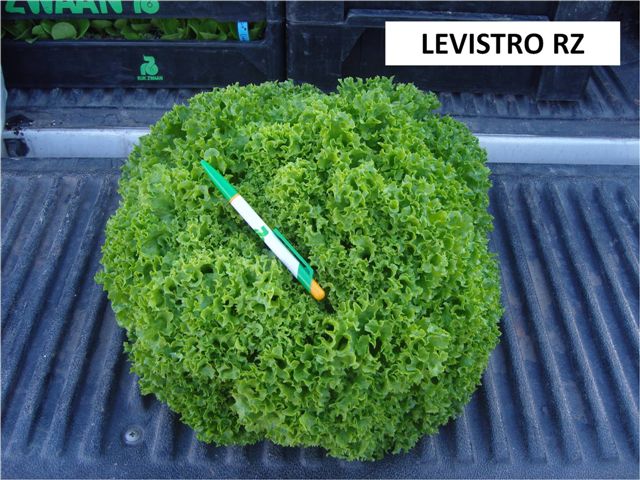 Semillería San Alfonso