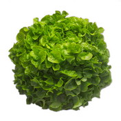 Semillería San Alfonso