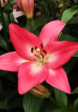 Semillería San Alfonso