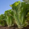 Semillas de Lechuga Costina Matelote (25.000 semll)
