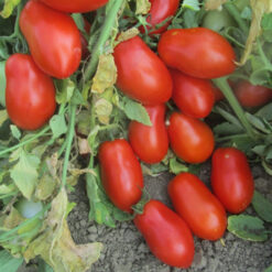 Semillas de Tomate Perita Hib JUPITER (5000 semill )