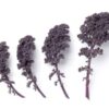 Semillas de Kale Curly Reddy Baby (100 grs)