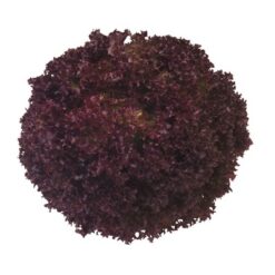 Semillas de Lechuga Concorde RZ ( 5.000 sem)
