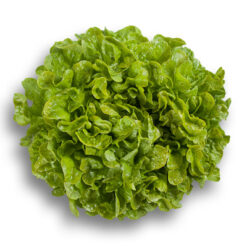 Semillas de Lechuga Kristine (5.000 sem)