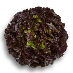 Semillas de Lechuga Hoja de Roble Roja Versai (5.000 sem)