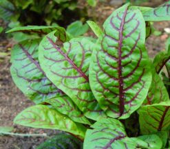 Semillas de Rumex Red Venied (100 grs)