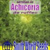 Semillas de Achicoria de ruffec (2 grs)