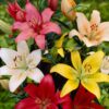 Lilium Asiático Mix Colores (12 unid)