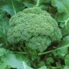 Semillas de Brocoli Heritage (5.000 sem)