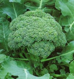 Semillas de Brocoli Heritage (5.000 sem)