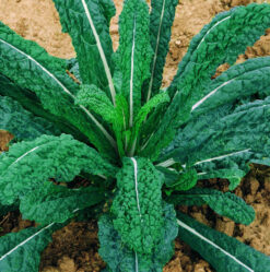 Semillas de Kale Nero di Toscana  ( 100 grs)