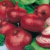 Semillas de Cebolla Intermedia Red Burgundy