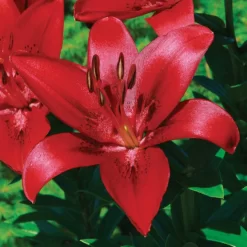Lilium Asiático L.A Rojo