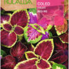 Semillas de Coleus Arco Iris (0.5 grs) Rocalba