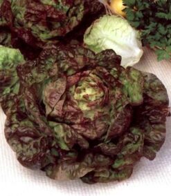 Semillas de Lechuga 4 Estaciones