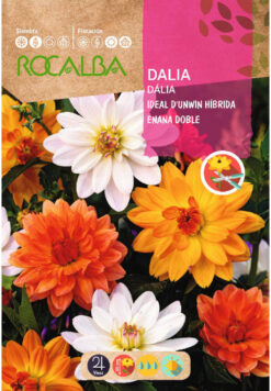 Semillas de Dalia ideal Dúnwin Enana (2 gr)