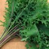 Semillas de Kale Red Russian (100 grs)